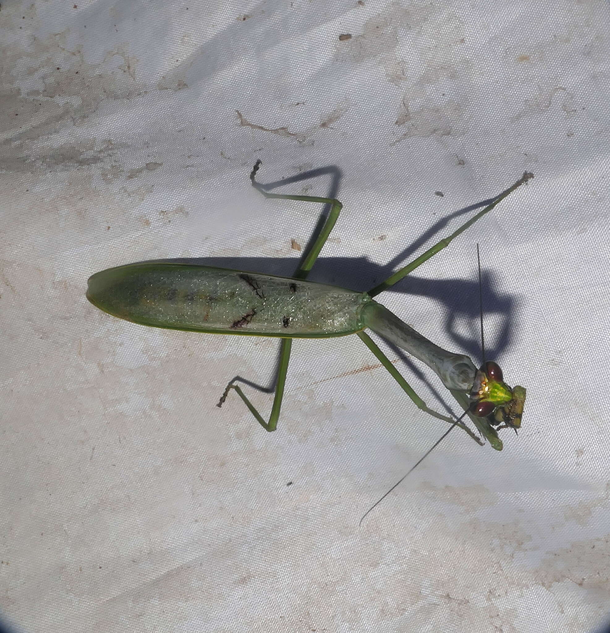 Image of Stagmatoptera supplicaria Burmeister 1838