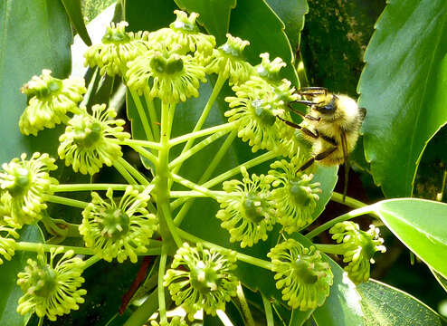 Image of Trochodendron