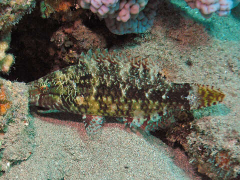 Image of Mental Wrasse