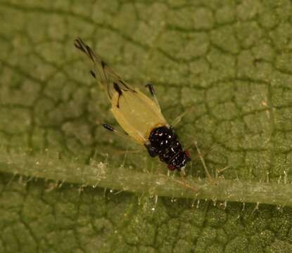 Image of Aphid