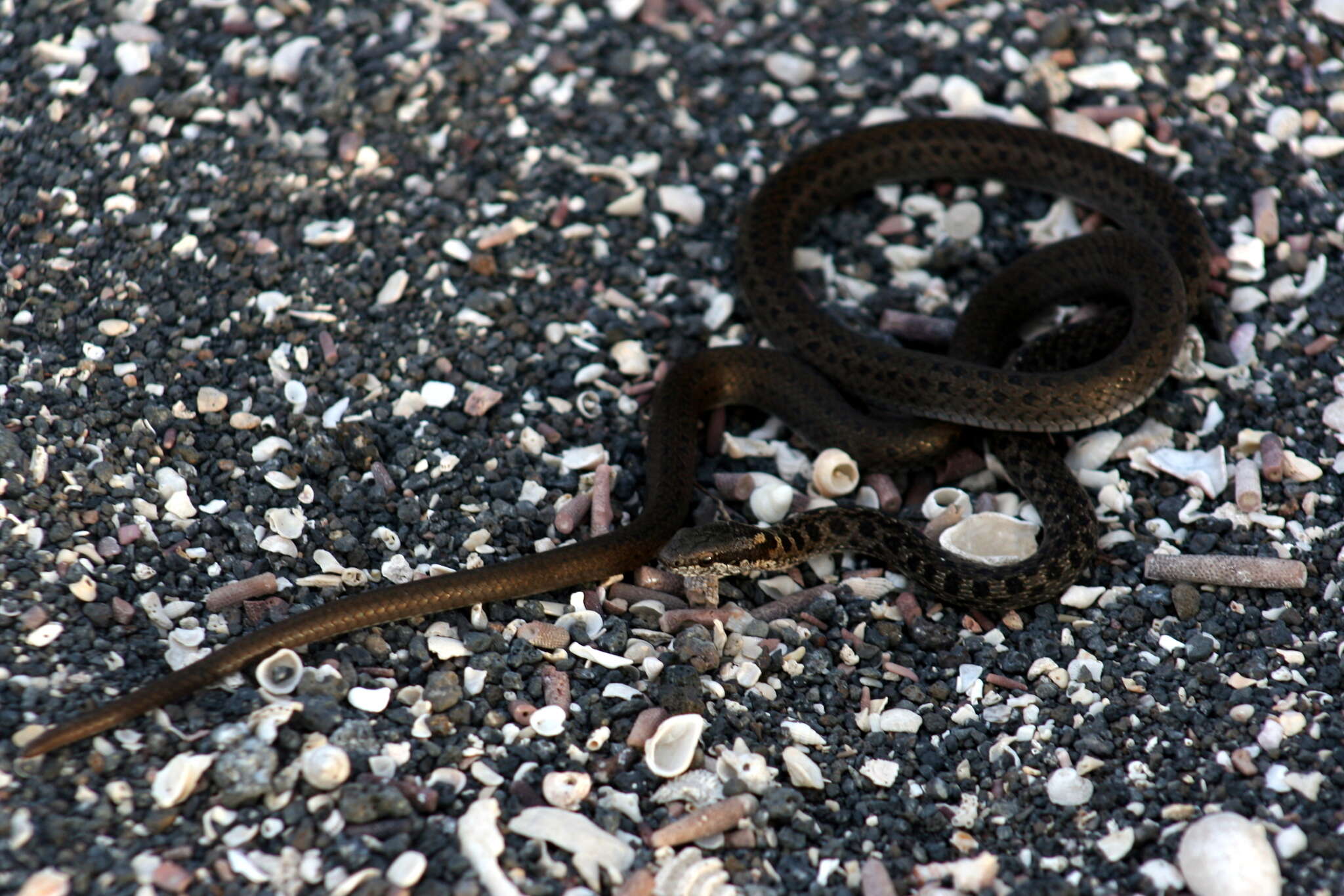 Pseudalsophis occidentalis (Van Denburgh 1912) resmi