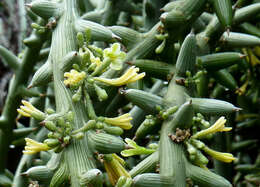 Image of Adenia globosa Engl.