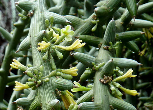 Imagem de Adenia globosa Engl.