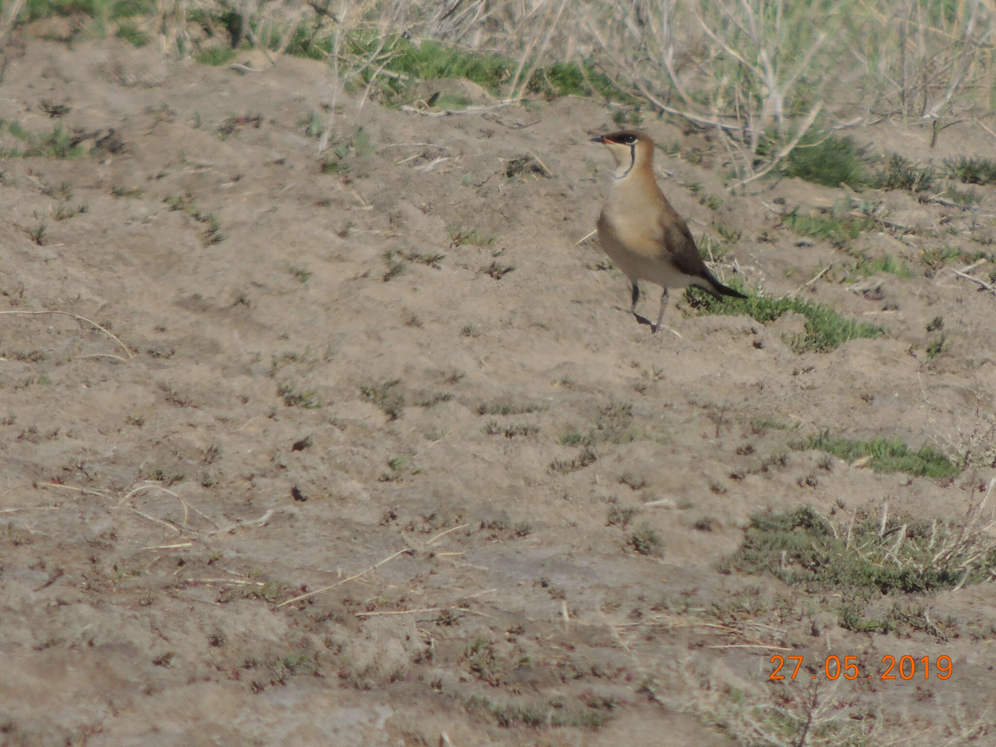 Image of Black-winged Pratincole