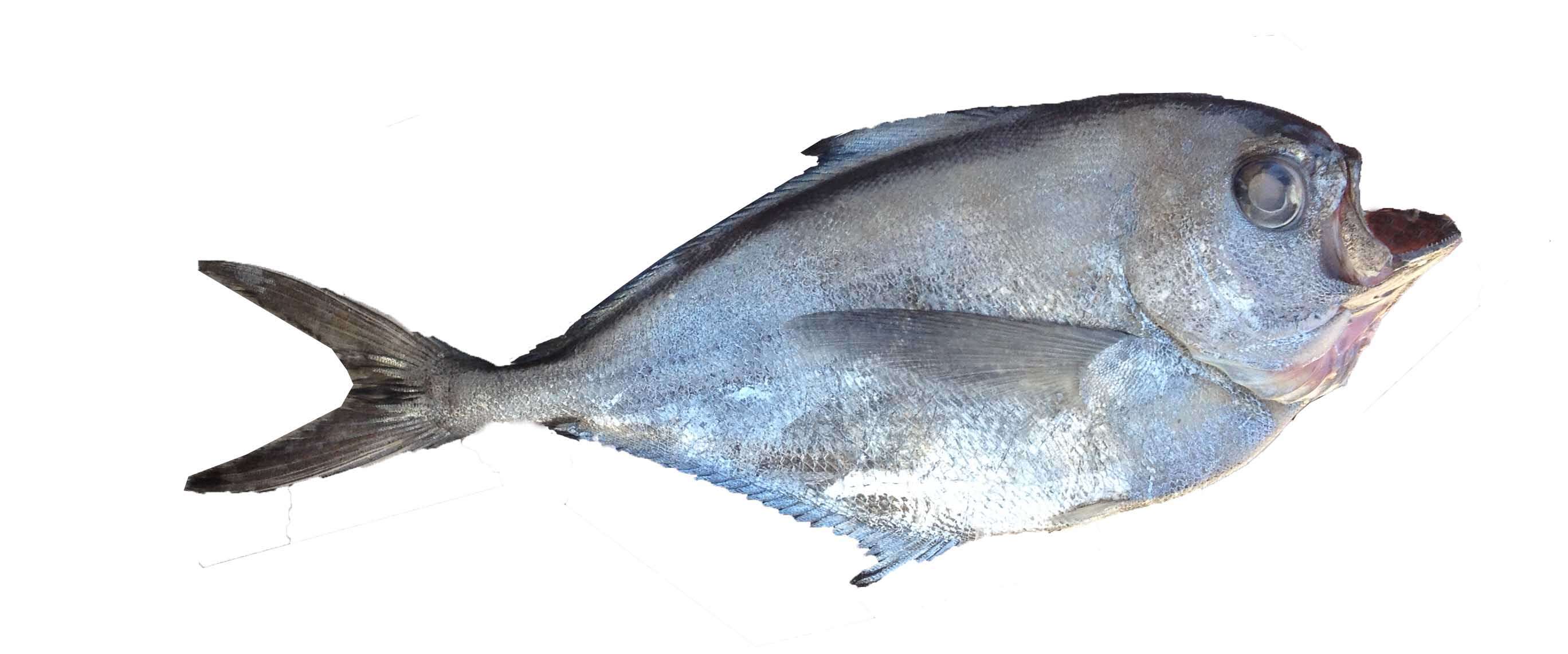 Image of Southern ray&#39;s bream