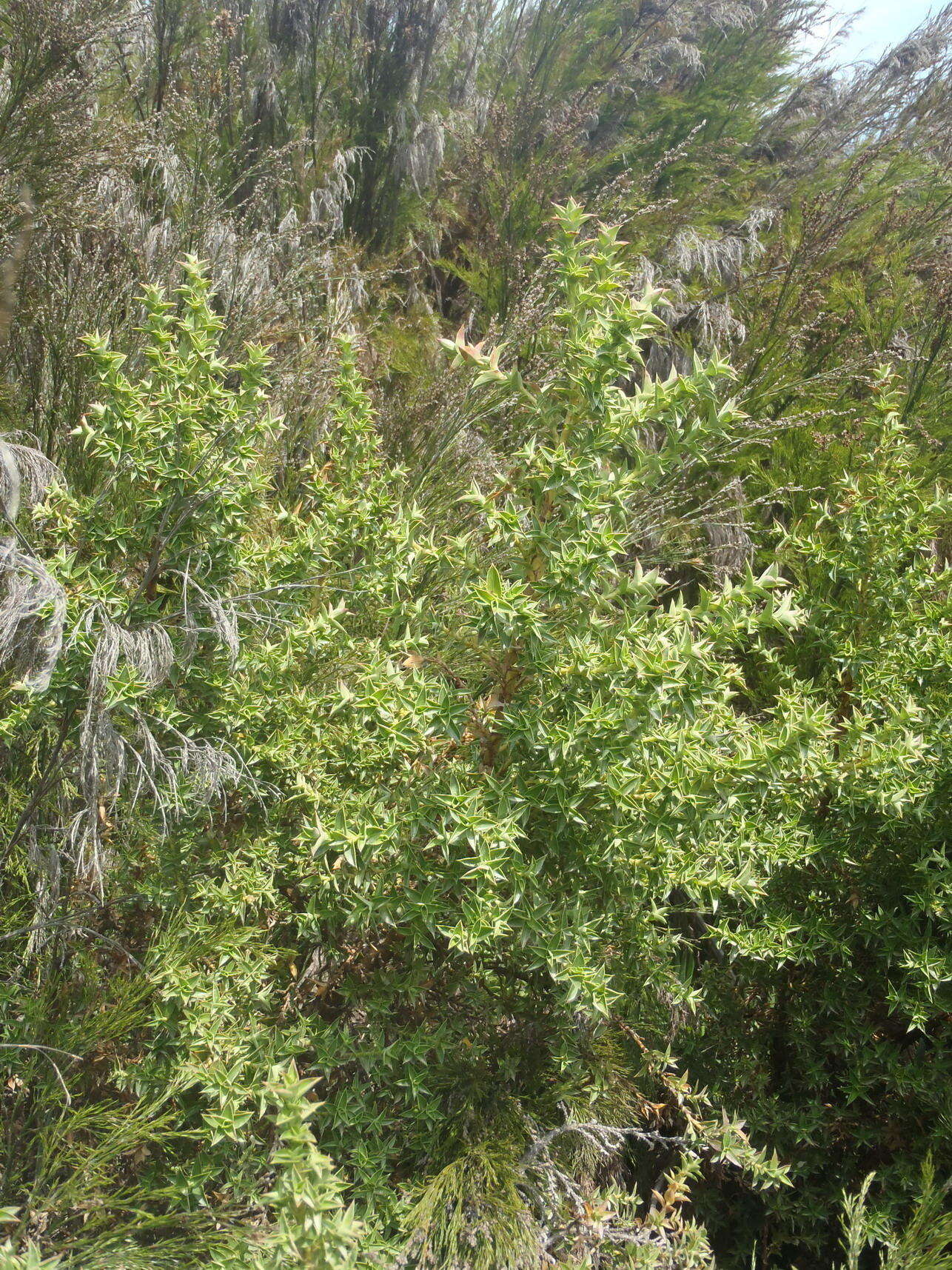 Слика од Cliffortia ilicifolia var. cordifolia (Lam.) Harv.