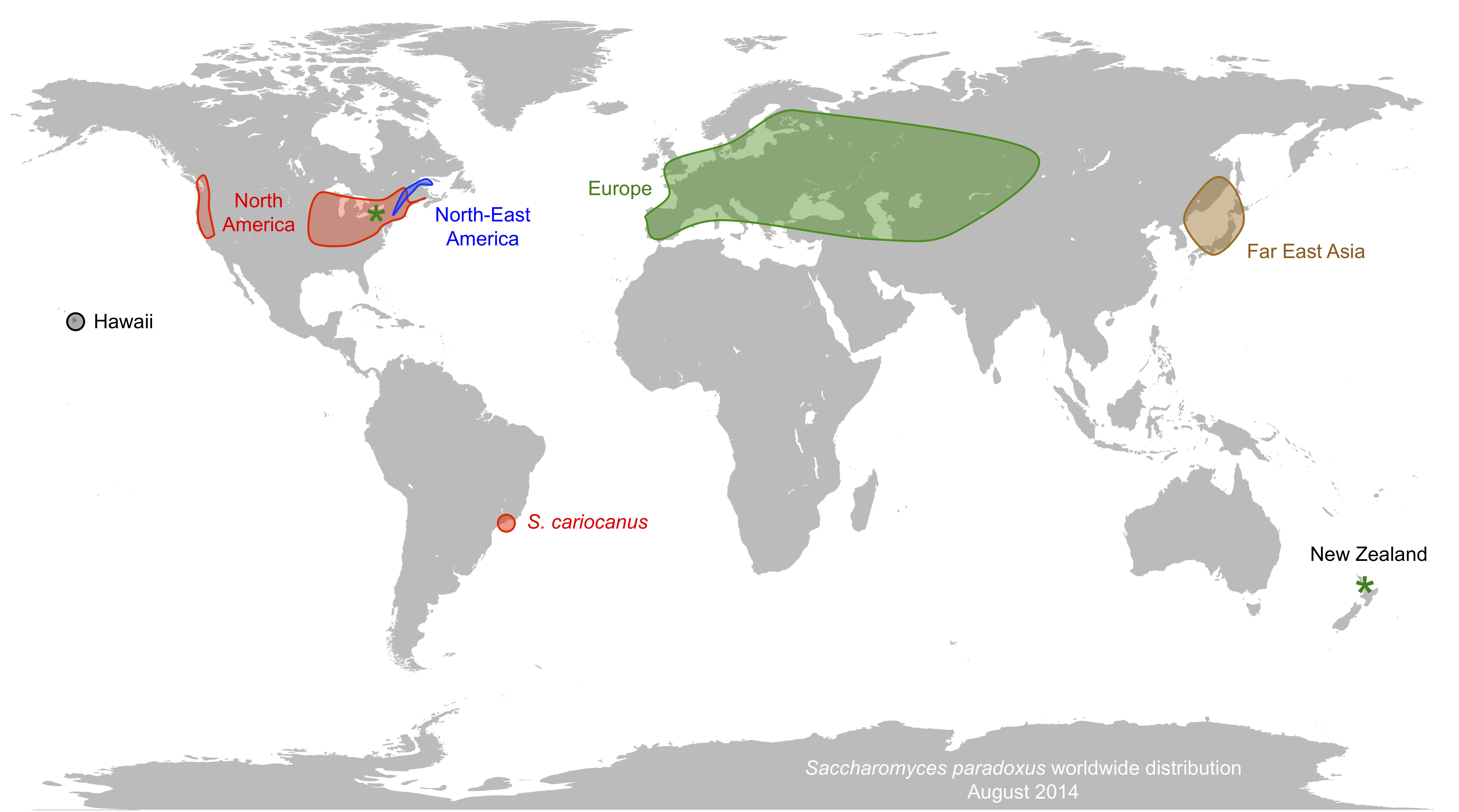 Image of Saccharomyces