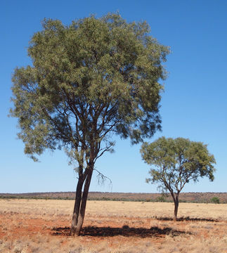 Image of <i>Atalaya hemiglauca</i> F. Müll. ex Benth.
