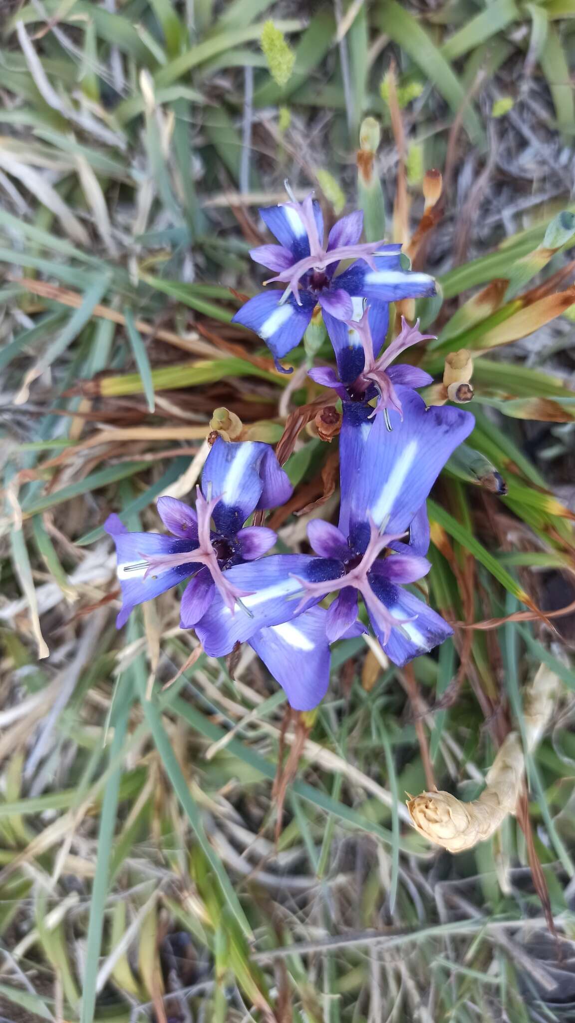 Image of Herbertia pulchella Sweet