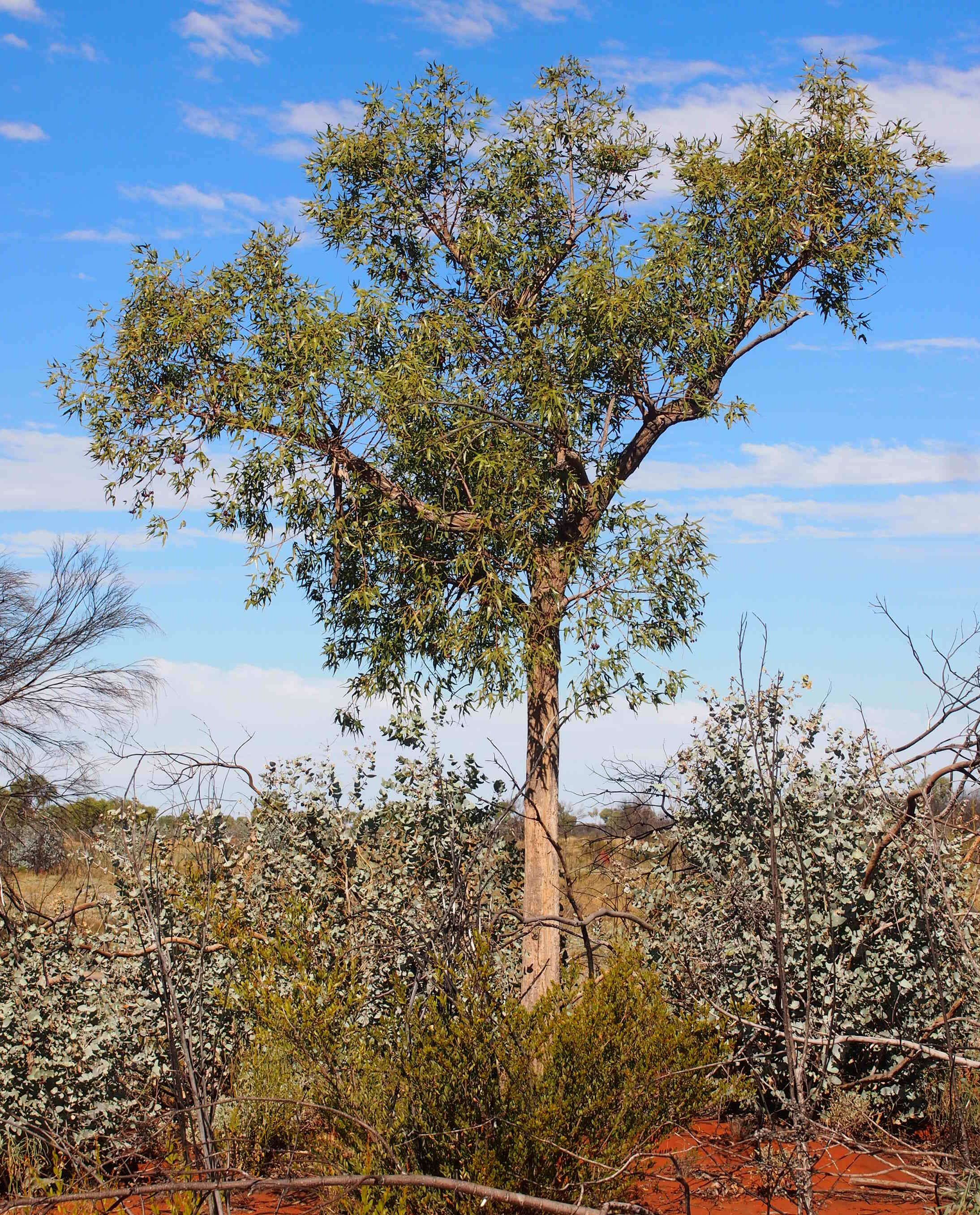 Image of Brachychiton gregorii F. Müll.