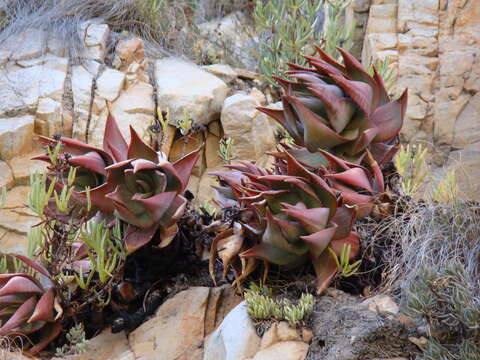 Image of Aloe perfoliata L.