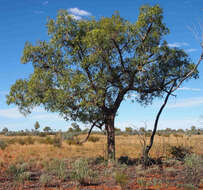 Image of Brachychiton gregorii F. Müll.