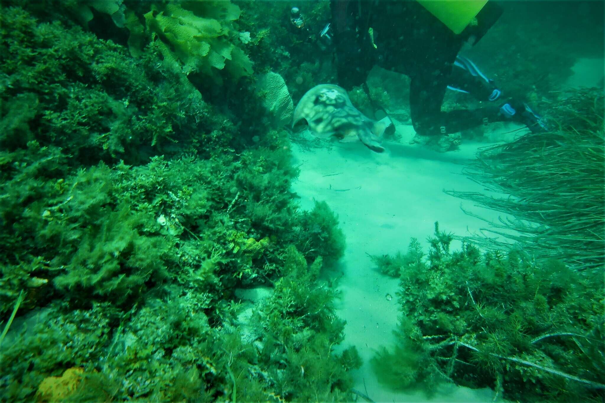 Image of Coastal stingaree