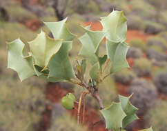 Image of Grevillea wickhamii Meissn.