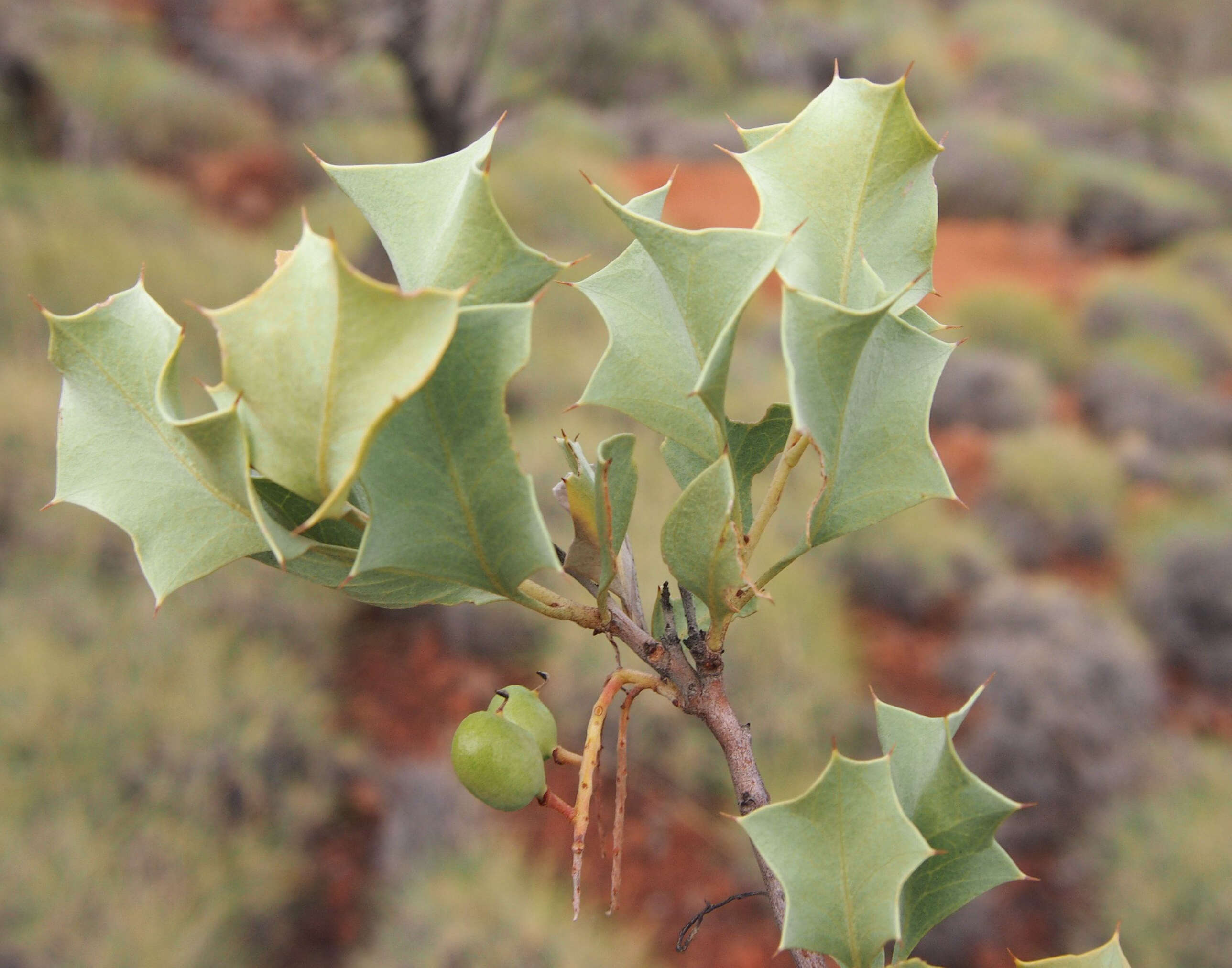 Image of Grevillea wickhamii Meissn.