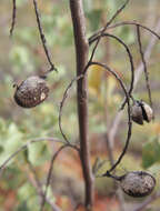 Image of Grevillea wickhamii Meissn.