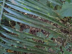 Image of Ground Cycad