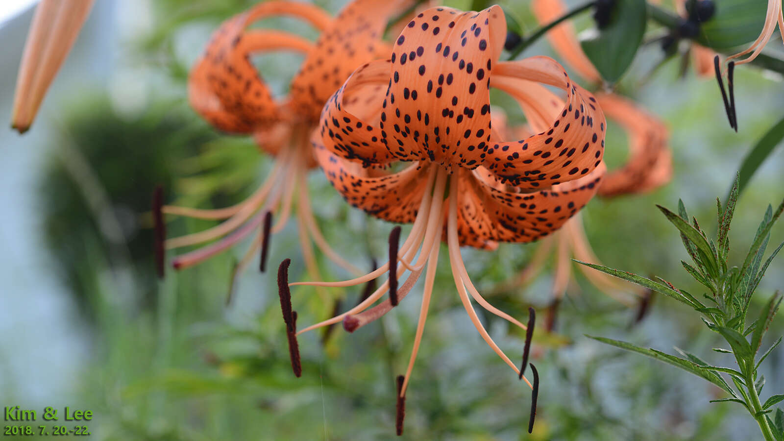 Image of Tiger lily