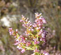 Image of Erica uberiflora E. G. H. Oliver