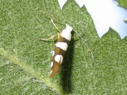 Image of Argyresthia brockeella Hübner 1805