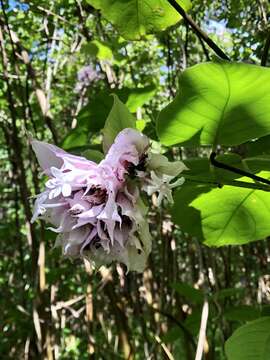 Image of velvetleaf glorybower