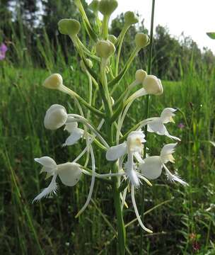 Image de Platanthera blephariglottis var. conspicua (Nash) Luer