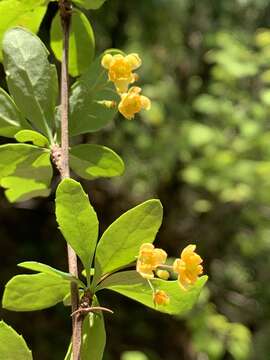 Image of American barberry