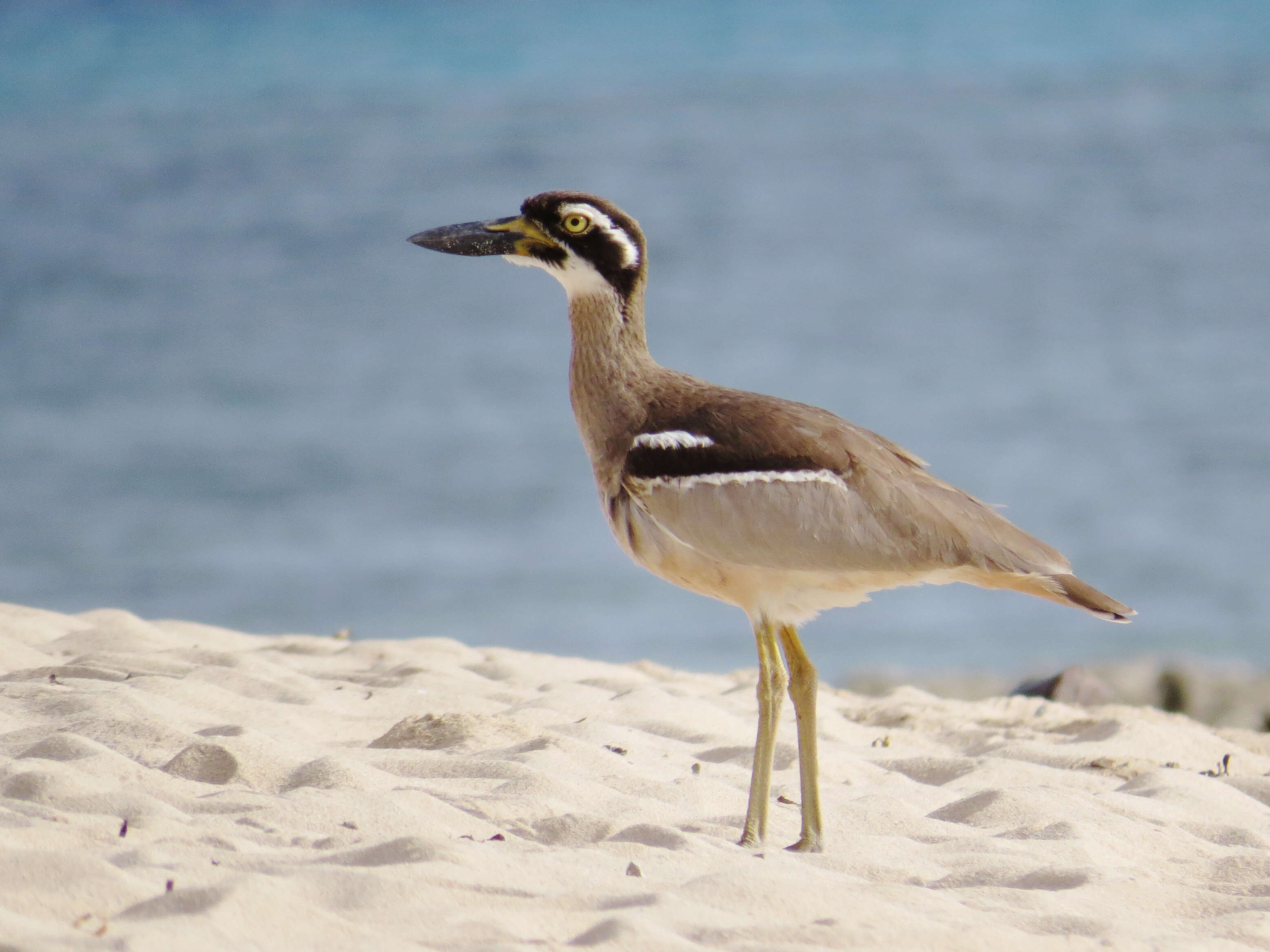 Image of Beach Stone-curlew