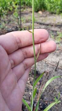 Image de Stenanthium texanum