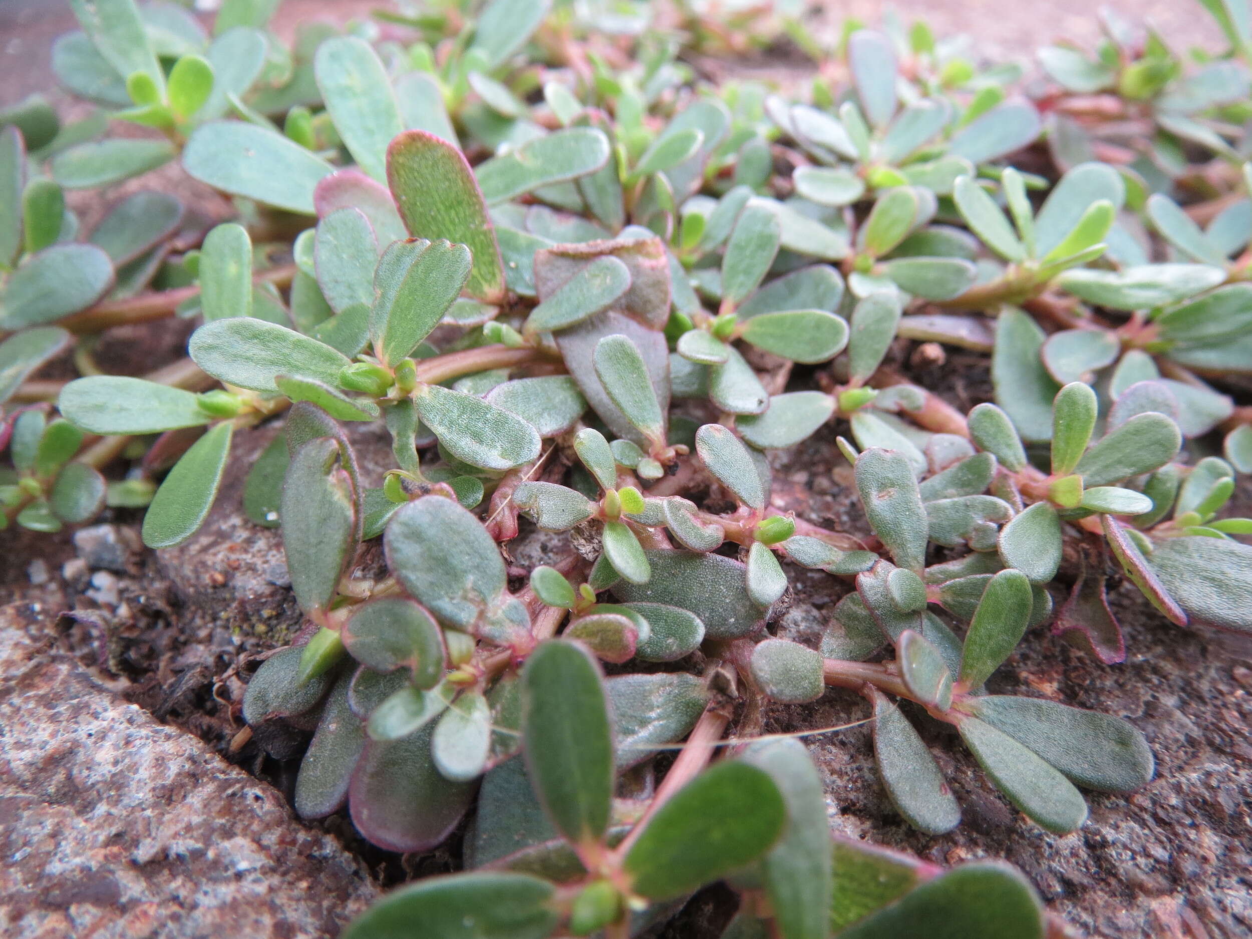 Image of common purslane