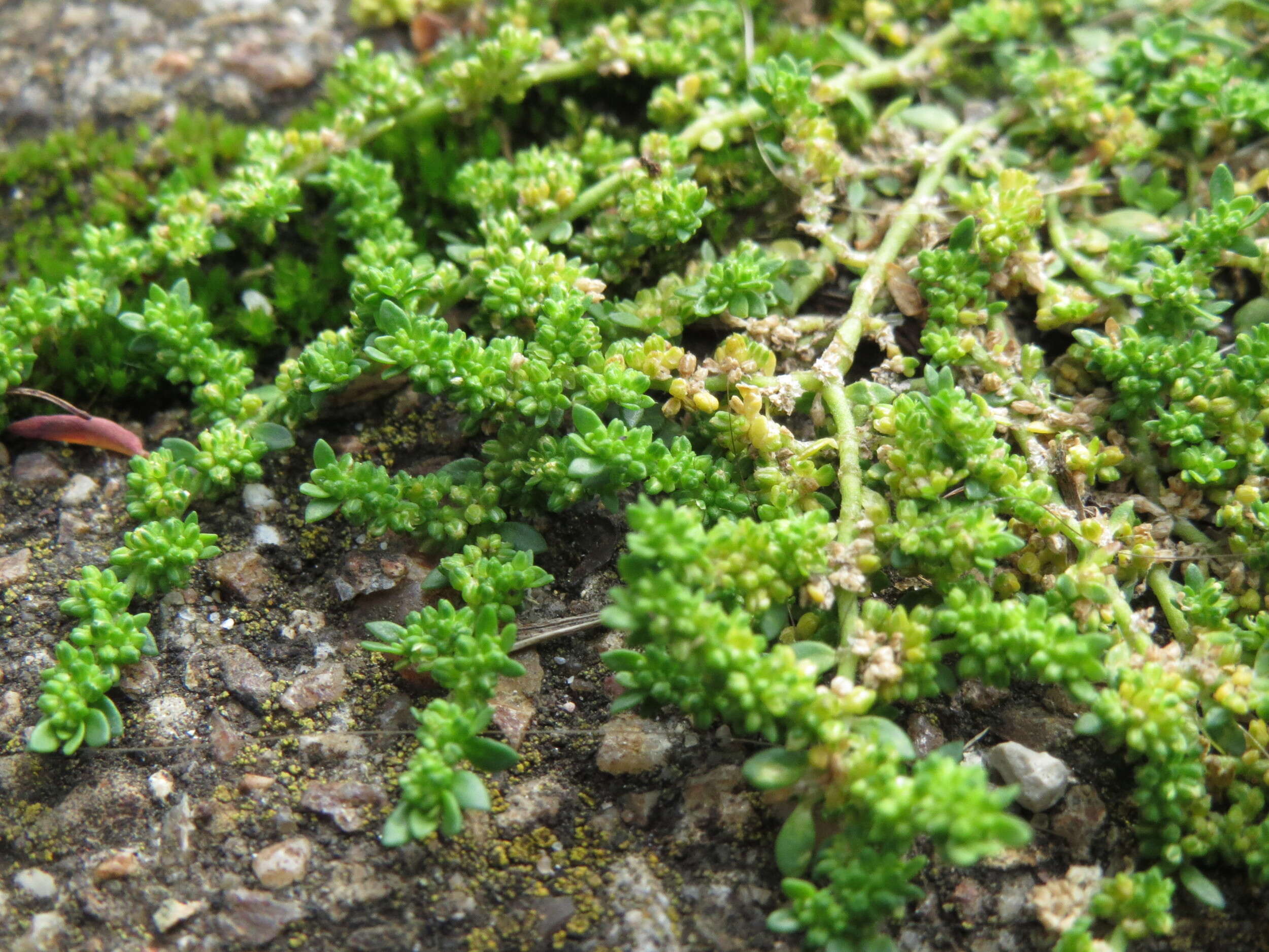 Image of smooth rupturewort