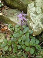 Plectranthus hilliardiae subsp. hilliardiae的圖片