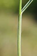 Image of erect brome