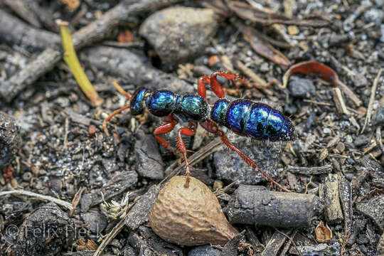 Слика од Diamminae