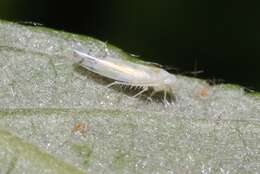 Image of Leafhopper