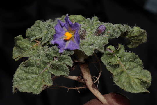 Image of Solanum acaule Bitter