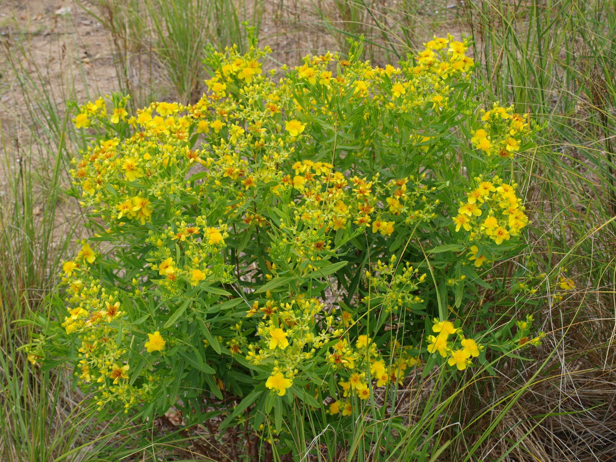 صورة Hypericum kalmianum L.