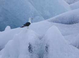 Image of Lesser Black-backed Gull