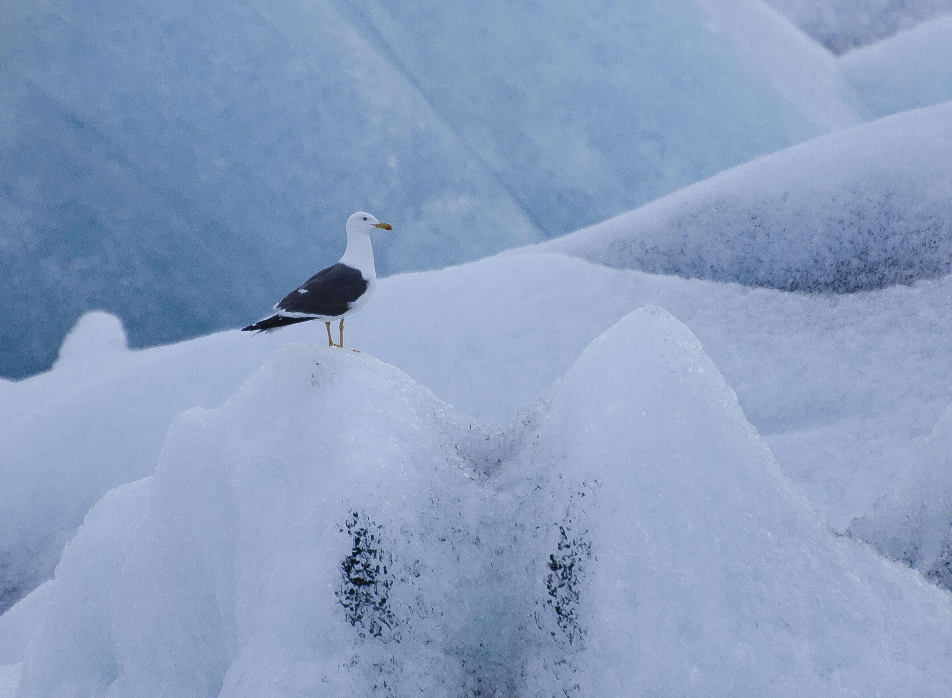 Image of Lesser Black-backed Gull