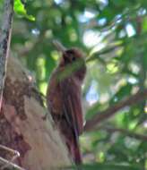 Image of Plain-winged Woodcreeper