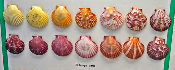 Image of Chlamys varia