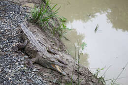 Image of American Crocodile