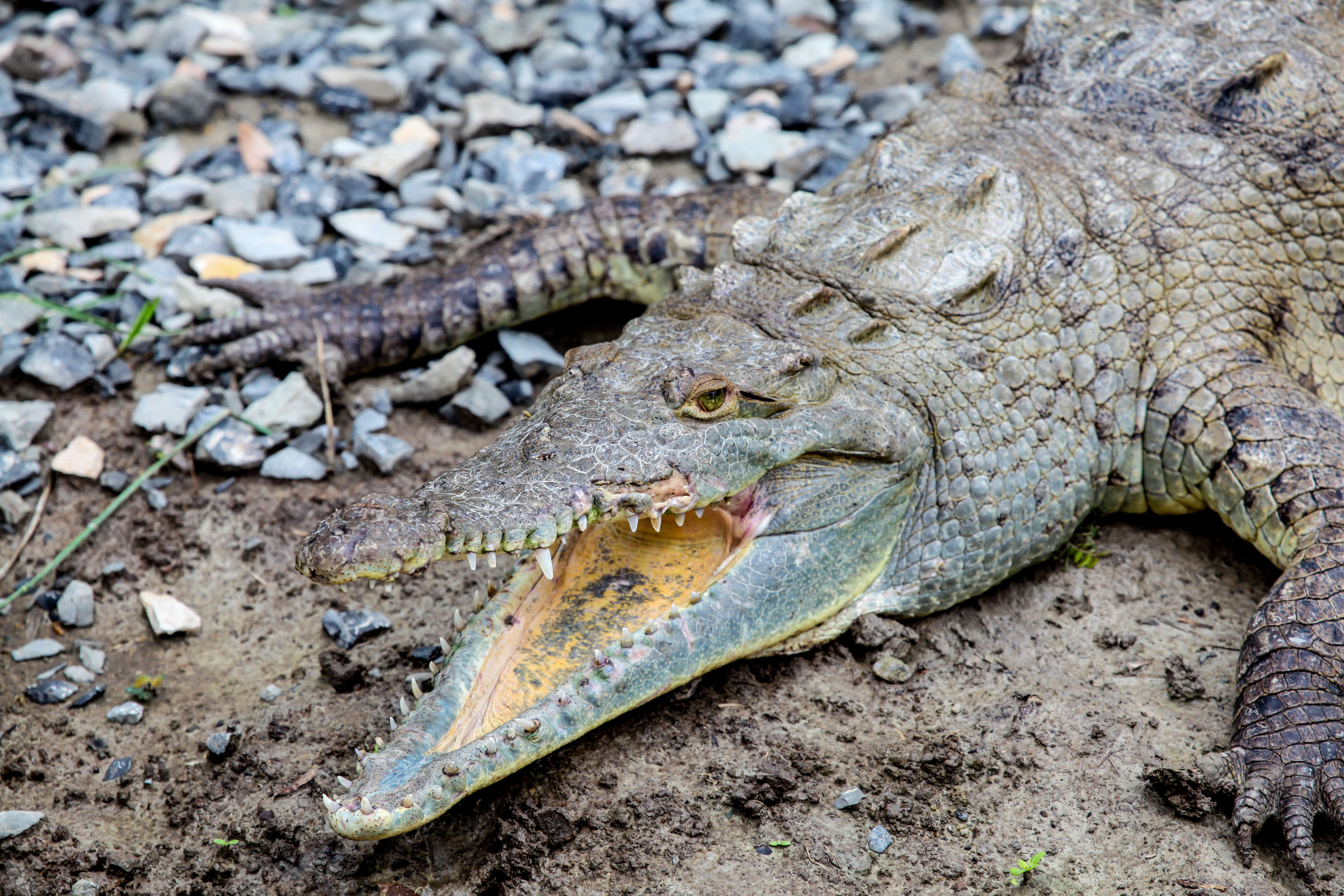 Imagem de Crocodylus acutus (Cuvier 1807)