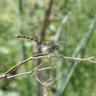 Image of blue-eyed hook-tailed dragonfly