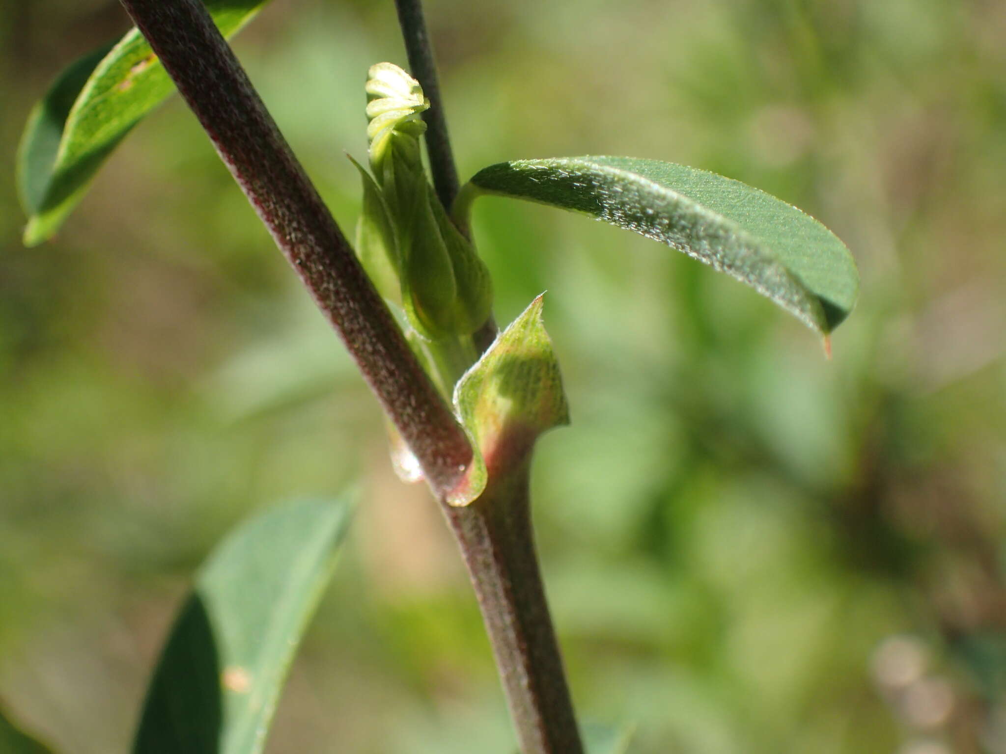 Tephrosia shiluwanensis Schinz的圖片