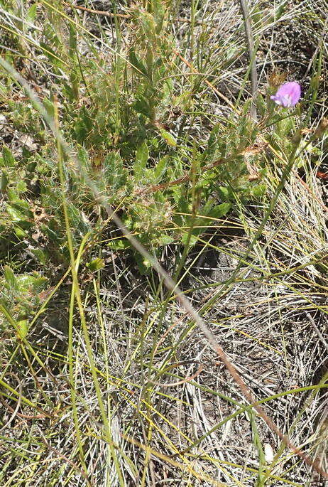 Image of Psoralea trullata C. H. Stirt.