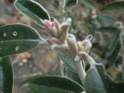 Olearia megalophylla (F. Müll.) F. Müll. resmi