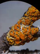 Image of orange wall lichen