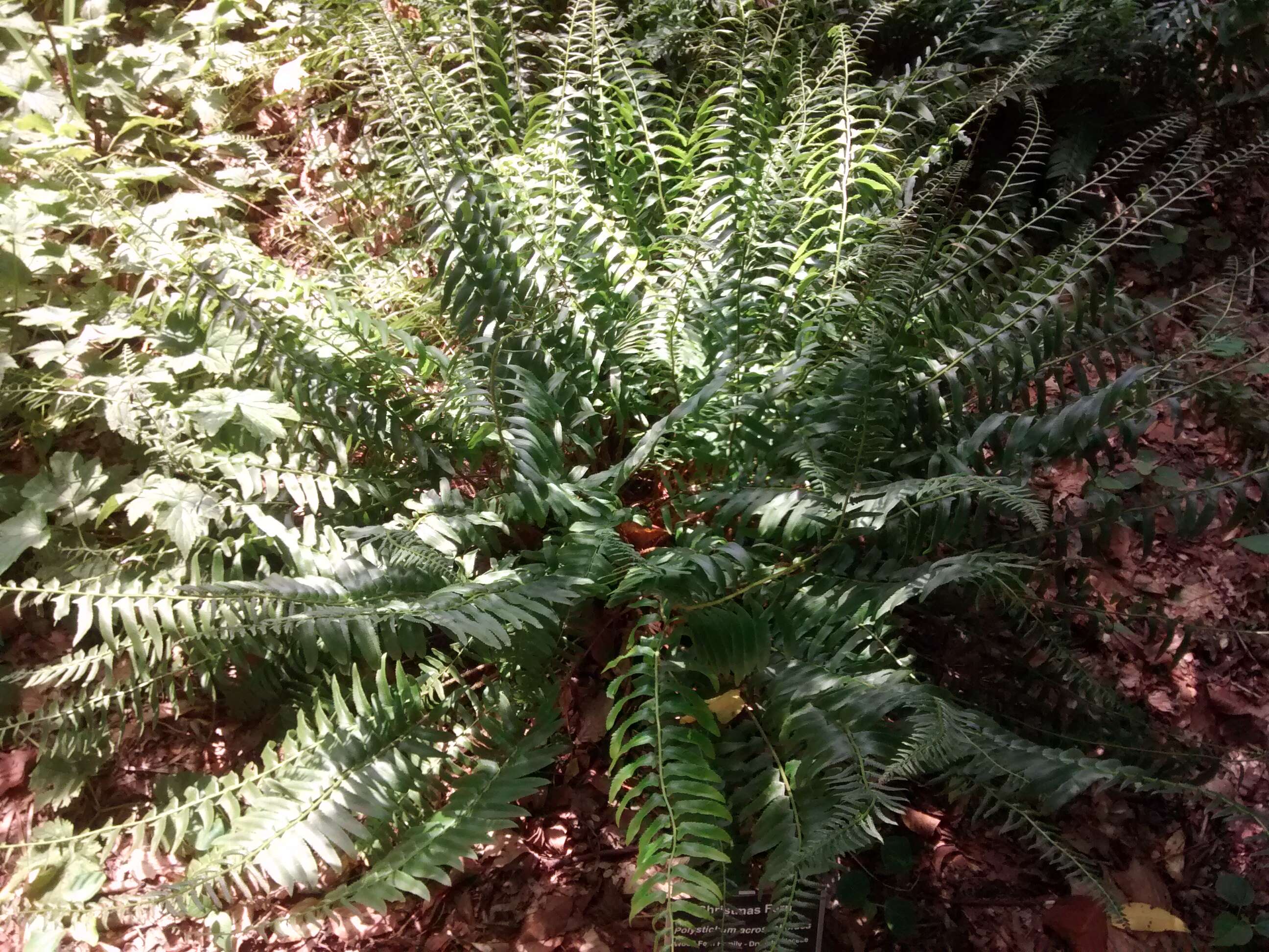 Plancia ëd Polystichum acrostichoides (Michx.) Schott