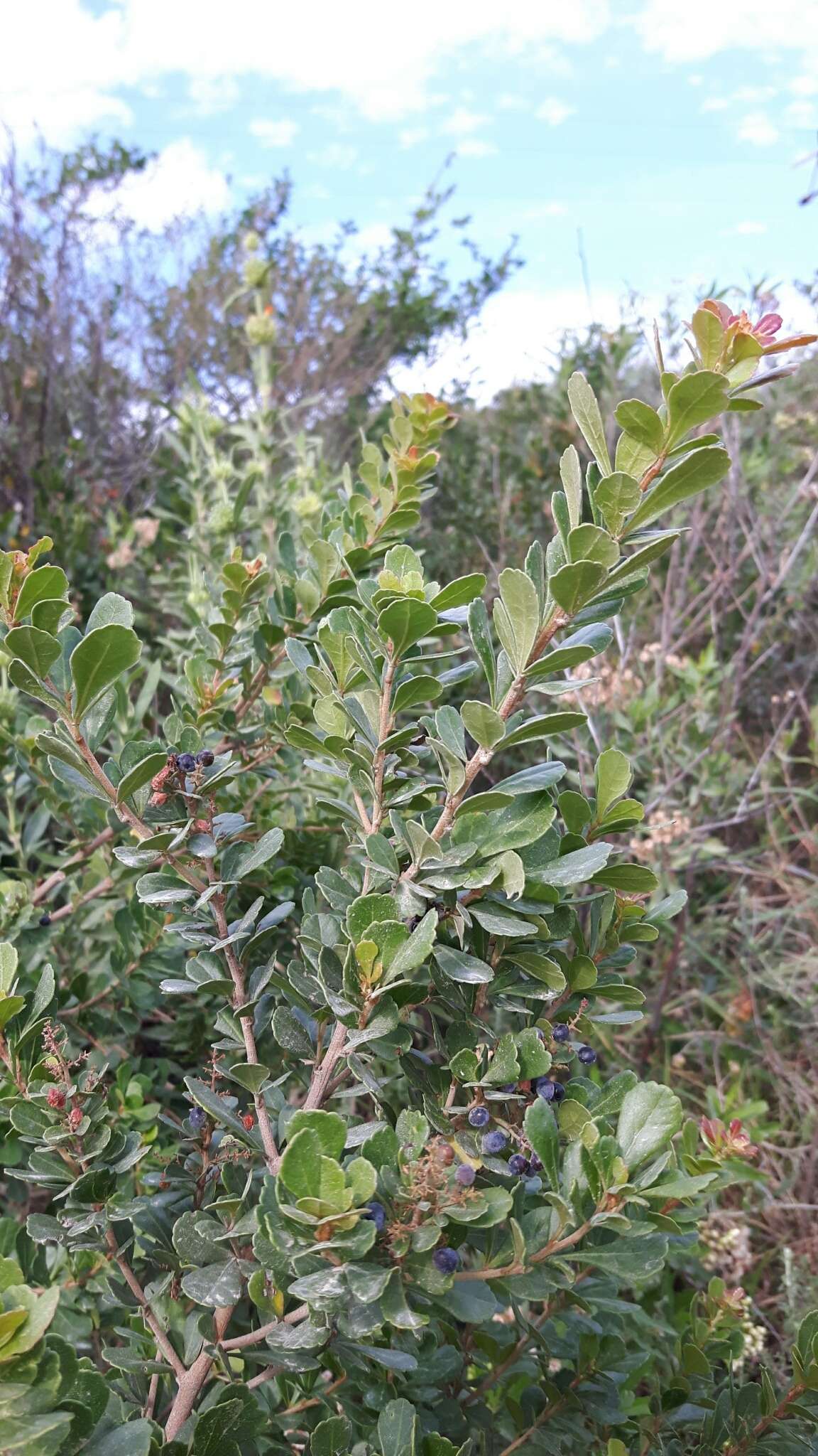 Image of Searsia crenata (Thunb.) Moffett